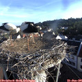 07_15-nest.jpg
