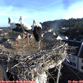 07_20-nest.jpg