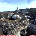 07_25-nest.jpg
