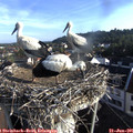 07_30-nest.jpg