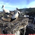 07_35-nest.jpg