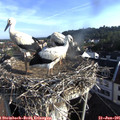 07_40-nest.jpg