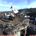 07_45-nest.jpg