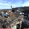 07_50-nest.jpg