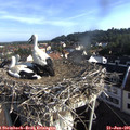 08_00-nest.jpg