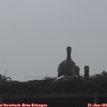 08_05-mast.jpg