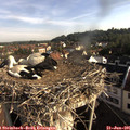 08_05-nest.jpg