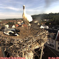 08_10-nest.jpg