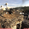 08_20-nest.jpg