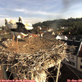 08_25-nest.jpg