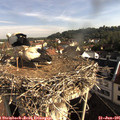 08_30-nest.jpg