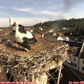08_35-nest.jpg