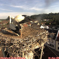 08_40-nest.jpg