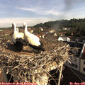 08_45-nest.jpg
