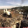 08_50-nest.jpg