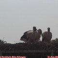 08_55-mast.jpg