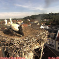 08_55-nest.jpg