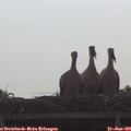 09_00-mast.jpg