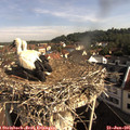 09_00-nest.jpg
