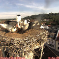 09_05-nest.jpg