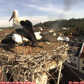 09_10-nest.jpg
