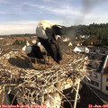 09_15-nest.jpg