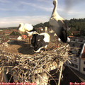 09_20-nest.jpg