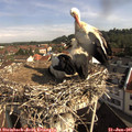 09_25-nest.jpg