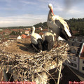 09_30-nest.jpg