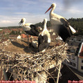 09_35-nest.jpg