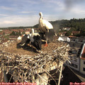 09_40-nest.jpg