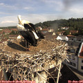 09_45-nest.jpg
