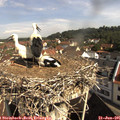 09_50-nest.jpg