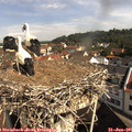 09_55-nest.jpg
