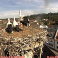 10_00-nest.jpg
