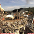 10_10-nest.jpg