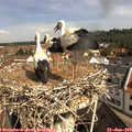 10_15-nest.jpg