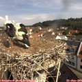 10_20-nest.jpg