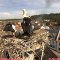 10_30-nest.jpg