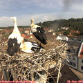 10_35-nest.jpg