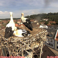 10_40-nest.jpg