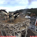 10_45-nest.jpg
