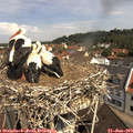 10_50-nest.jpg