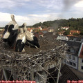 10_55-nest.jpg