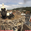11_00-nest.jpg