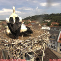11_05-nest.jpg