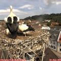 11_10-nest.jpg