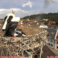 11_15-nest.jpg