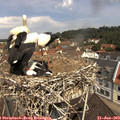11_20-nest.jpg