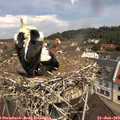 11_25-nest.jpg